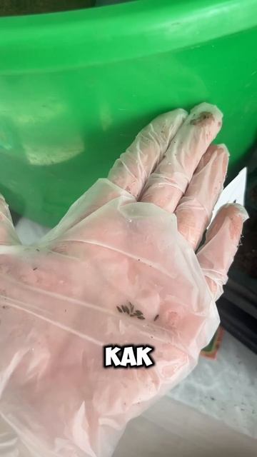 Салат кочанный тарзан, сеем на рассаду#дача #огород #са смотреть онлайн