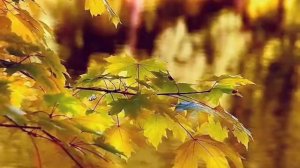 ОТШУМЕЛА ЛИСТВА ЗОЛОТАЯ  исп.автор Светлана Писаренко