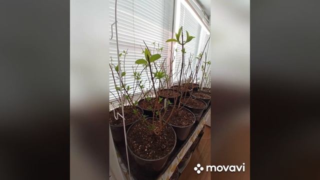 Кака сохранить молодые саженцы и маточники гортензий смотреть онлайн