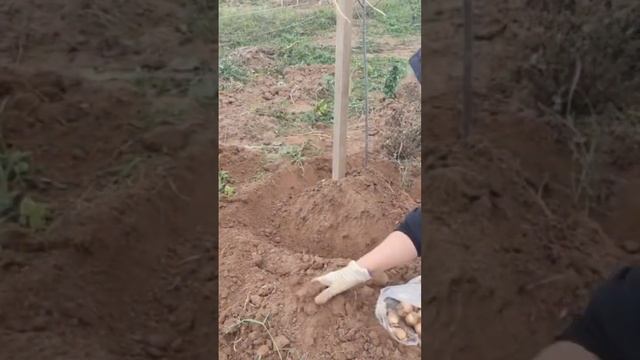 Подарок от клиентки🥰)Посадка НАРЦИССОВ🌱 смотреть онлайн