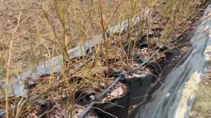 Готовое мини-хозяйство голубики для начинающих садов?