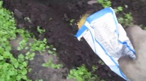 Осенняя посадка лука севка по горчице. И лук обеззараж