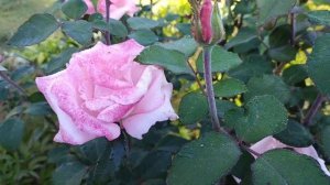 24 августа 2024 г. Повторное цветение розы Куин Элизабет.