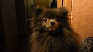 Кто накакал под дверью смешное видео