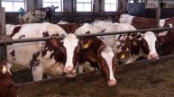 Хозяйства Коми пополнятся коровами айширской породы из Карелии