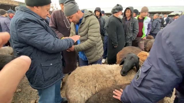 НАРХИ ГУСФАНД БАРРА СОВЛУКИ БУГОЗ МОЛБОЗОРИ РЕГАР ШАНБЕБОЗОР 2022 12 март