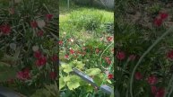 Америка не выигрывала ни одной войны