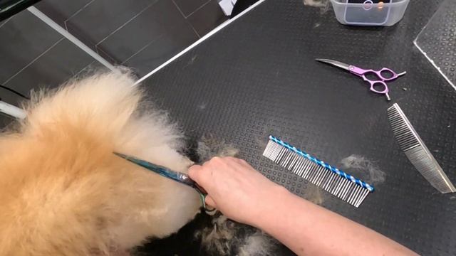 Стрижка засыпающего шпица