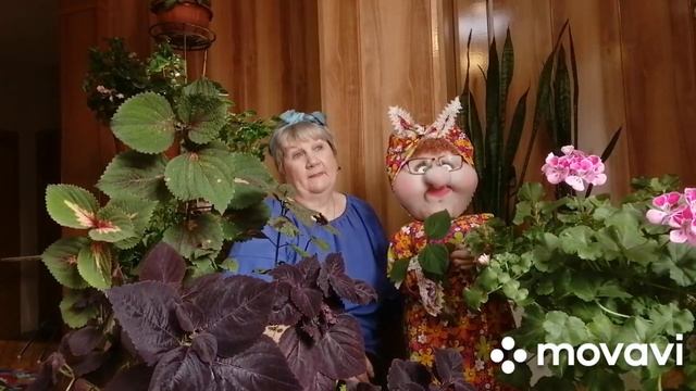 Мой опыт выращивание цветов.Моя любовь, забота о цвета смотреть онлайн