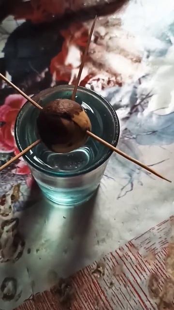 авокадо с косточки. как посадить авокадо? лучший спосо смотреть онлайн