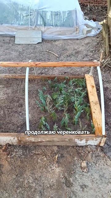 #декоративныерастения #укоренение #черенки #туя #сад