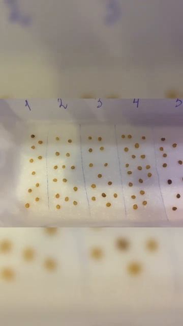 ВЫРАЩИВАЕМ БАКЛАЖАНЫ. СОРТ АЛМАЗ. ДОСТОИНСТВА И НЕДО? смотреть онлайн