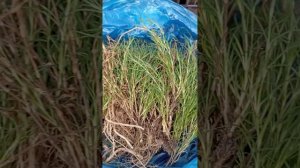 Многолетняя розовая гипсофила