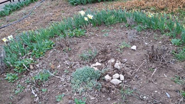 Посадка астры ново-бельгийской (продолжение), весна в смотреть онлайн