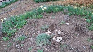 Посадка астры ново-бельгийской (продолжение),  весна в