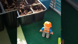 Проект " Есть у нас огород " 🥦🥬🥒🥕🌽