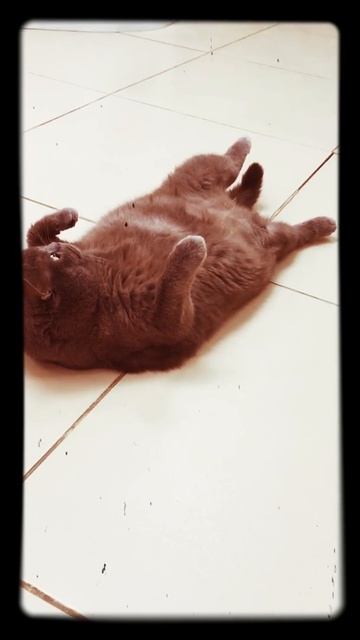 кот Семен смотреть онлайн