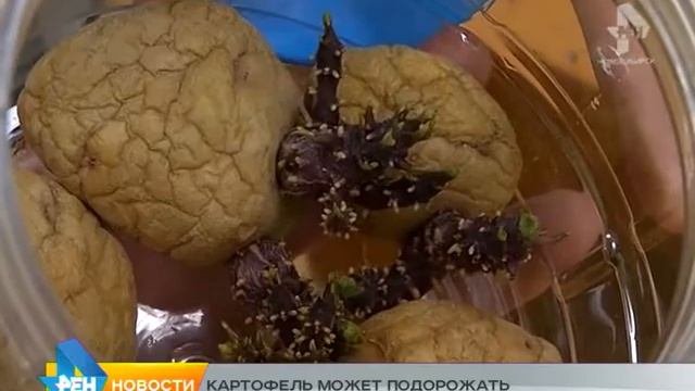 картошка