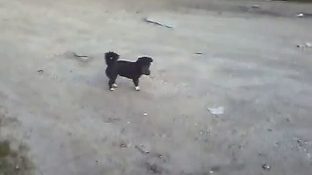 Собака и тапок