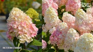 Гортензия метельчатая `PanTheon` (`Пантеон`) в питомнике "ЁЛ