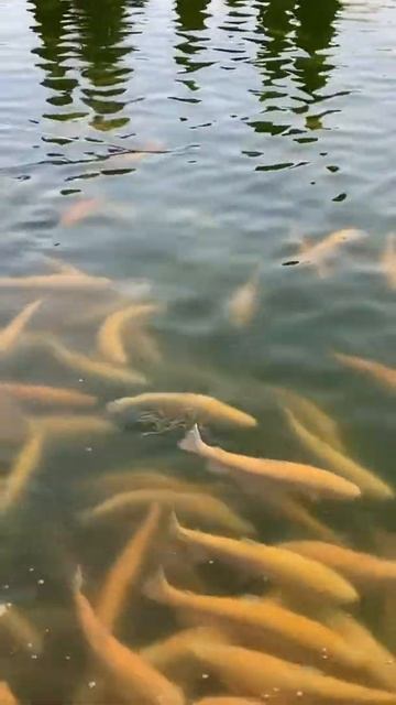 Сочи. Форелевое хозяйство. Радужная форель. смотреть онлайн