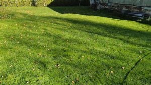 Как часто стричь газон. Правило 1/3 ???