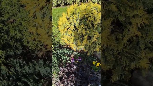 композиция из хвойников