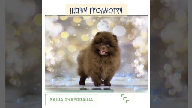 Шпиц Коры Дана