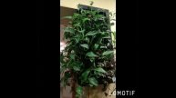 Вертикальное озеленение