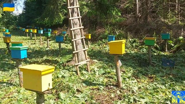 Їдемо в гори Карпати на наш високогірний лінійний облітник Сивуля 06.07.24 