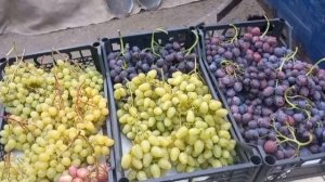 Никогда не подведёт!!! Виноград Эльвира, Подарок Несвя?