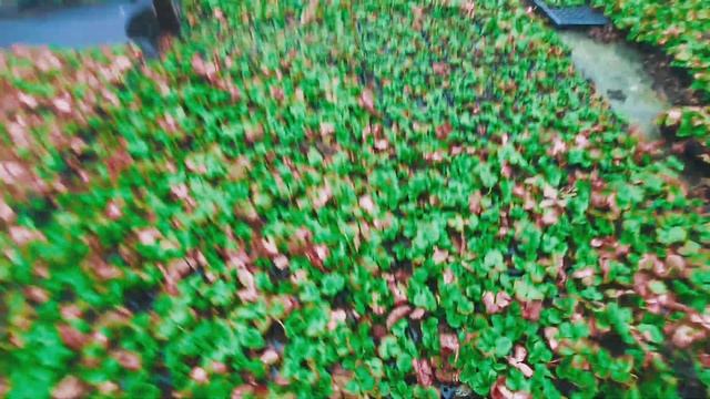 Продажа рассады клубники 2025 Зима Весна. Актуальная ин? смотреть онлайн