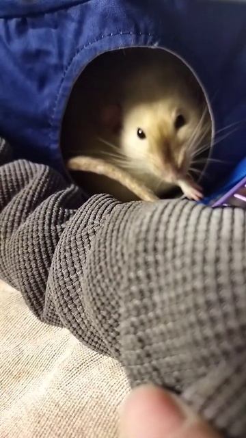 Кексик осваивает новый гамак 🐭"мне кажется он ему мал смотреть онлайн