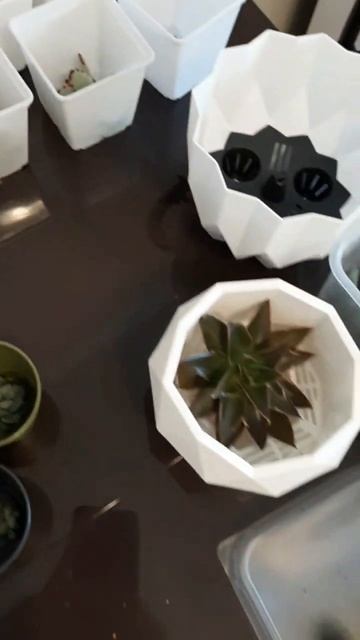 Большая пересадка😍🌿🌵#подарки#суккуленты