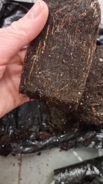 Гортензия из светофора /2025г #киров #дача #garden #мойопыт # смотреть онлайн