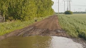 Собаки на маленьком море.