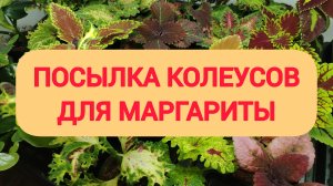ПОСЫЛКА КОЛЕУСОВ ДЛЯ МАРГАРИТЫ