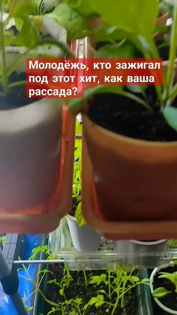 Башкортостан. Стерлитамак. #рассада#петуния