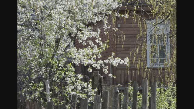 Иеромонах Роман, монах Афанасий (Кокорев). «Недолго будут красоваться в белом…» смотреть онлайн