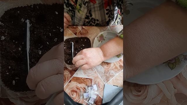 как я сею петунию смотреть онлайн