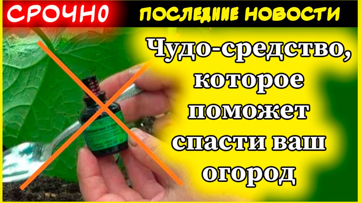 Как избавиться от муравьев и тли на огороде: секретное средство за копейки!