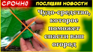 Как избавиться от муравьев и тли на огороде: секретное средство за копейки!