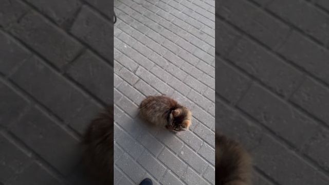 Новый Оскол. 
Бездомные животные на улице.