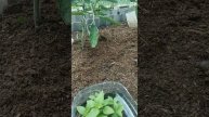 Полезные соседи для томатов.
