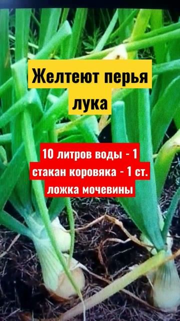 #огород #дача #сад Почему желтеет лук смотреть онлайн