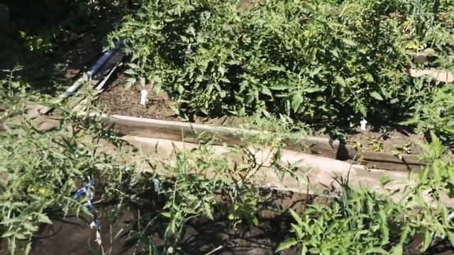 О пересаженной клубнике FAVORY фэйвори и не только о ней. Выпуск 4