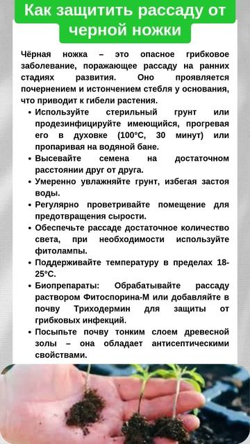 КАК ЗАЩИТИТЬ РАССАДУ ОТ ЧЁРНОЙ НОЖКИ. То, что реально р смотреть онлайн