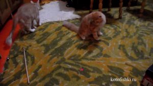 Бодрый вечер от котят - гонки за лазером :) | Cheerful evening from kittens - race for the laser