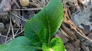 Когда можно пересаживать черенки гортензий в открыты?