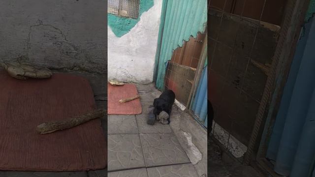 Две сестры Роман- Кош Царина 1 мес и Роман- Кош Хьюго Баскервиль 1 год. Севастополь. 6.04.24